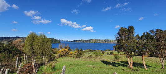 Copia de Copia de Copia de Copia de Copia de vive