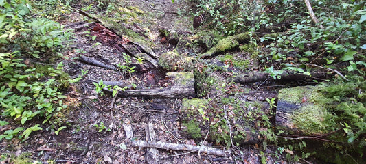 Copia de Copia de vive