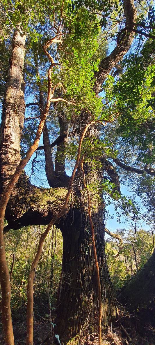 Copia de Copia de Copia de Copia de vive